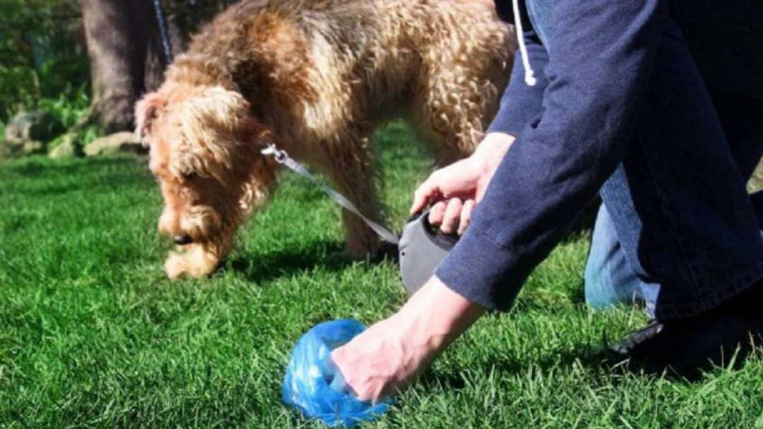 Petrer contra los excrementos de animales en la vía pública