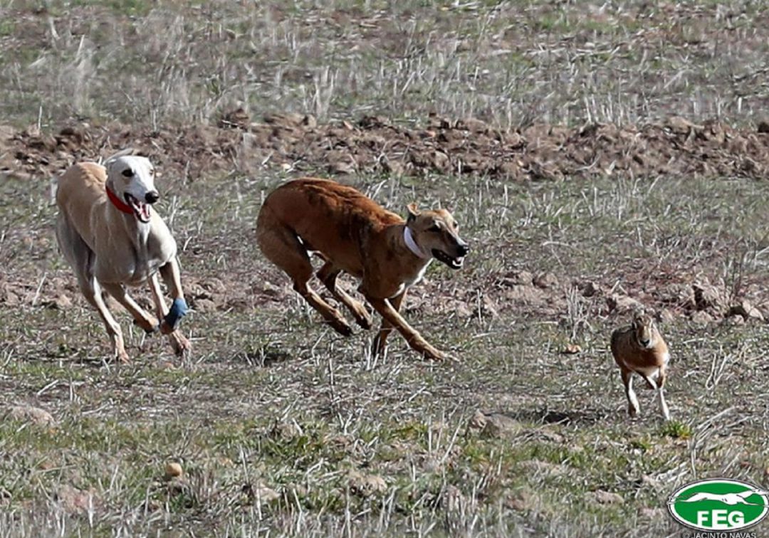 El Campeonato de galgos sigue su marcha