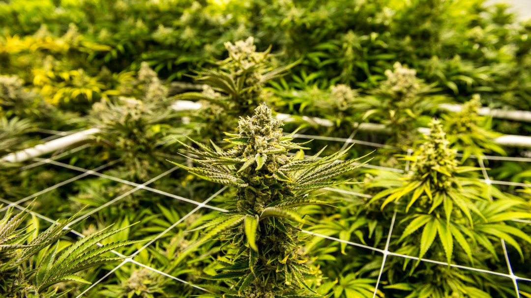 Varios barrios de Granada sufren constantes cortes de luz por culpa de las plantaciones ilegales de Marihuana