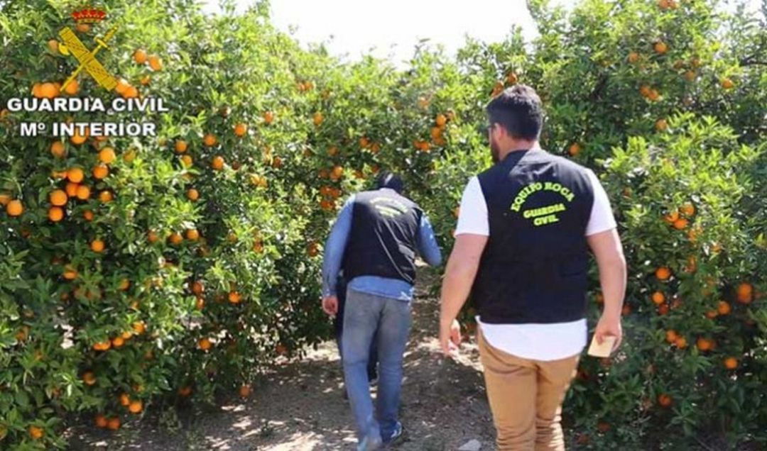 El Equipo Roca de la Guardia Civil se encarga de la vigilancia de los campos El Equipo Roca de la Guardia Civil se encarga de la vigilancia de los campos