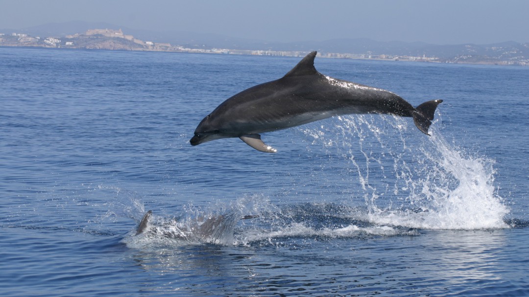 Los delfines 'escapan' del ruido submarino en es Freus durante el verano
