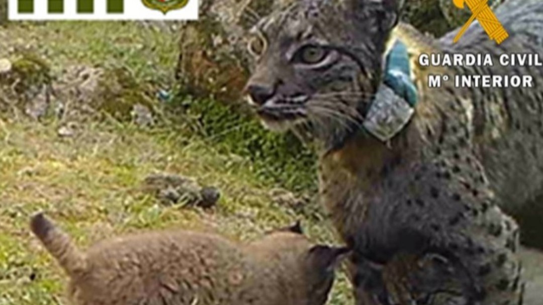 Identifican al cazador que acabó con la vida de un lince en Toledo