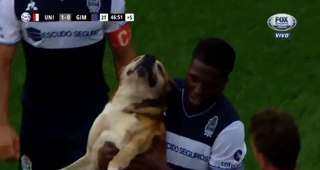 Un jugador de Gimnasia retira al perro del campo Un jugador de Gimnasia retira al perro del campo