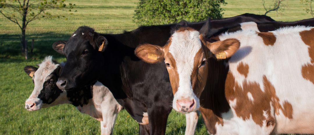 El número de explotaciones ganaderas con vacas para producir leche viene sufriendo un paulatino descenso El número de explotaciones ganaderas con vacas para producir leche viene sufriendo un paulatino descenso