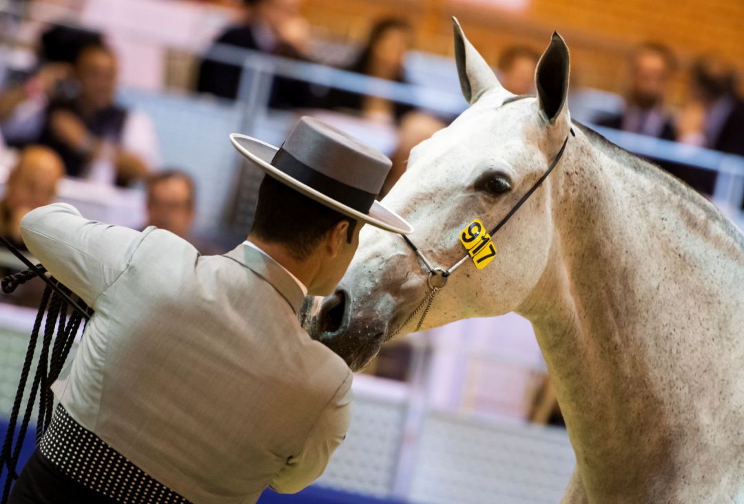 Uno de los ejemplares que participan en el Salón Internacional del Caballo (SICAB) que se está desarrollando en Sevilla, hoy en el segundo día de su 29 edición, en la que hasta el domingo 24 de noviembre reunirá 1.075 caballos de 343 ganaderías nacionales e internacionales. Uno de los ejemplares que participan en el Salón Internacional del Caballo (SICAB) que se está desarrollando en Sevilla, hoy en el segundo día de su 29 edición, en la que hasta el domingo 24 de noviembre reunirá 1.075 caballos de 343 ganaderías nacionales e internacionales.