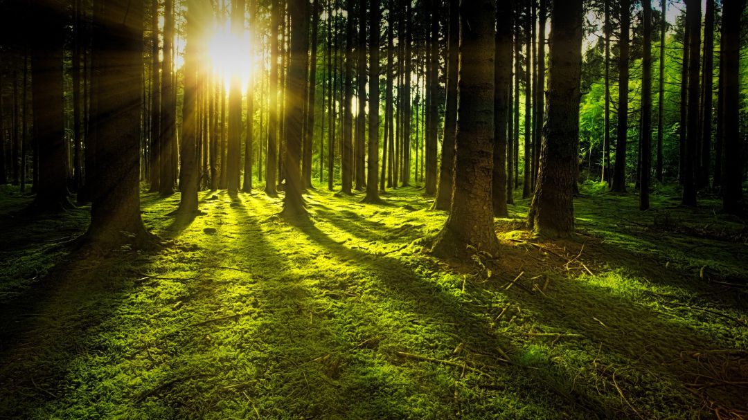 Un bosc Un bosc