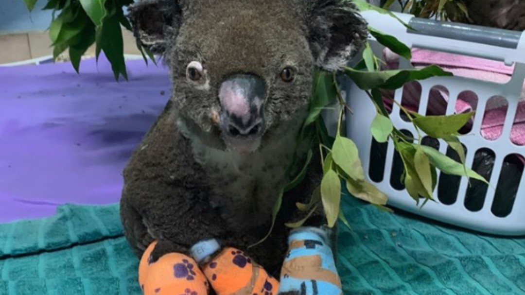 Muere el koala que una mujer rescató durante los feroces incendios de Australia