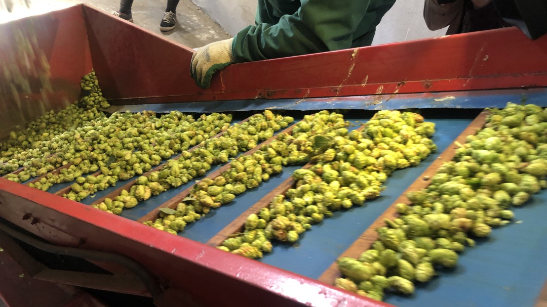 Los lupuleros consideran insuficientes las ayudas al cultivo para los próximos tres años