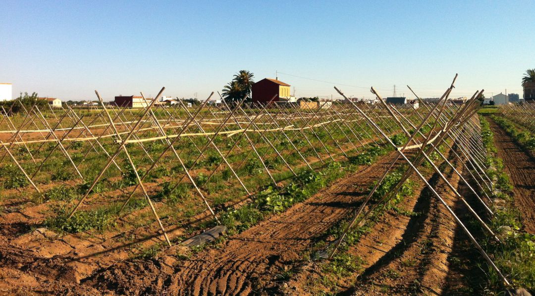 La huerta de València La huerta de València