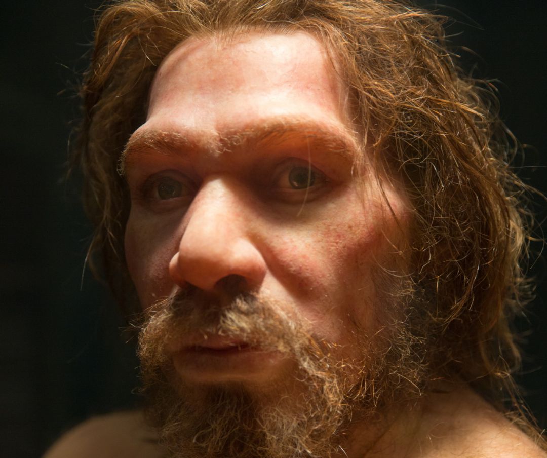 ¿Quién pudo matar al último neandertal? ¿Quién pudo matar al último neandertal?