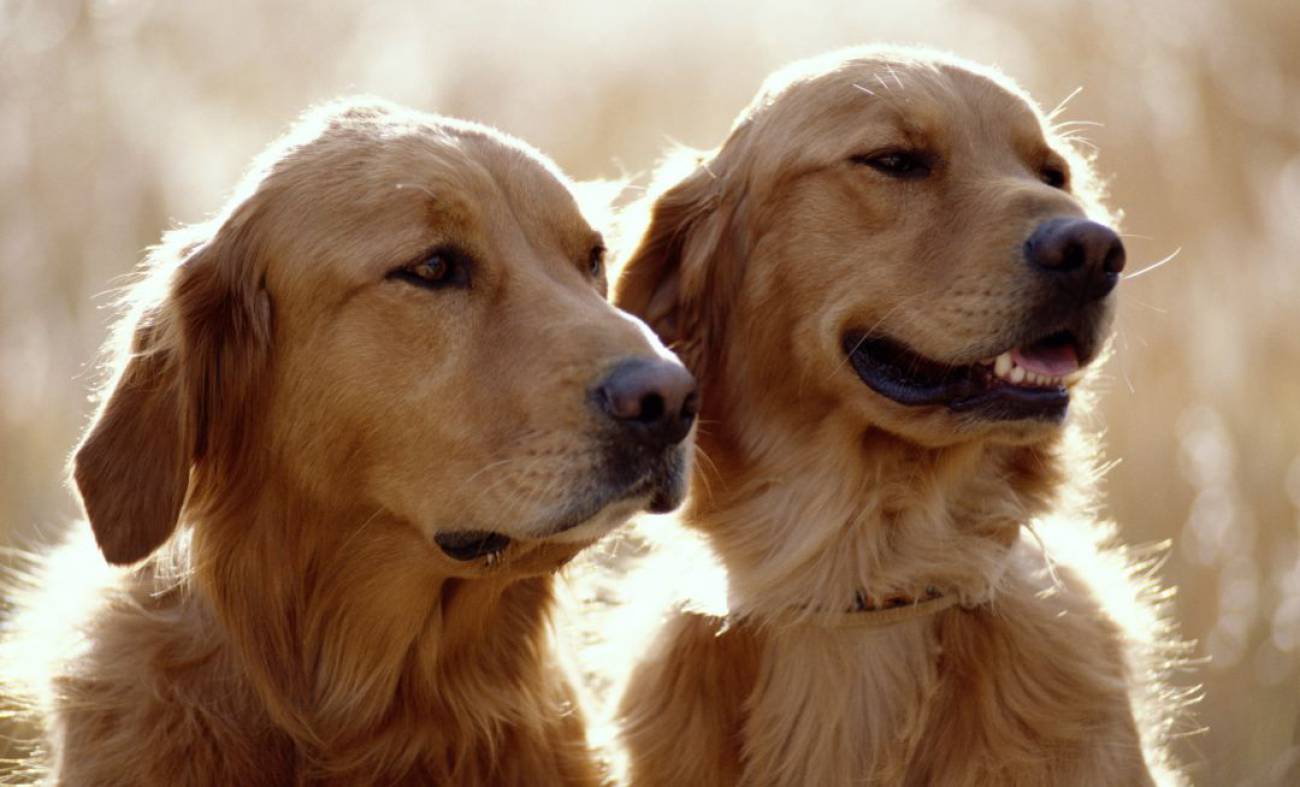 Se Busca Persona Responsable Para Cuidar De Dos Golden Retriever Por 37 000 Euros Al Ano Economia Cadena Ser