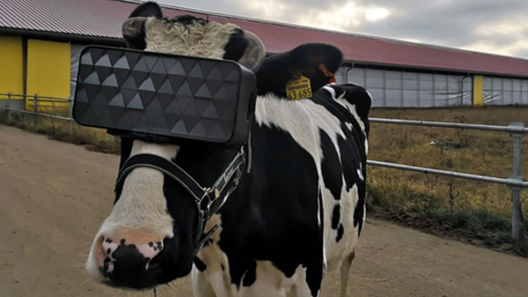 Gafas de realidad virtual para que las vacas crean que están en el campo