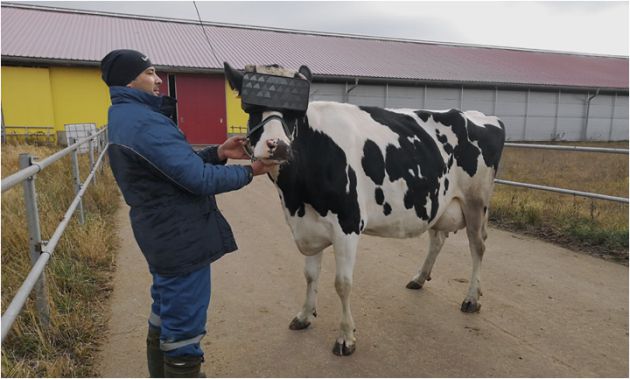 Uno de los granjeros con la vaca. Uno de los granjeros con la vaca.