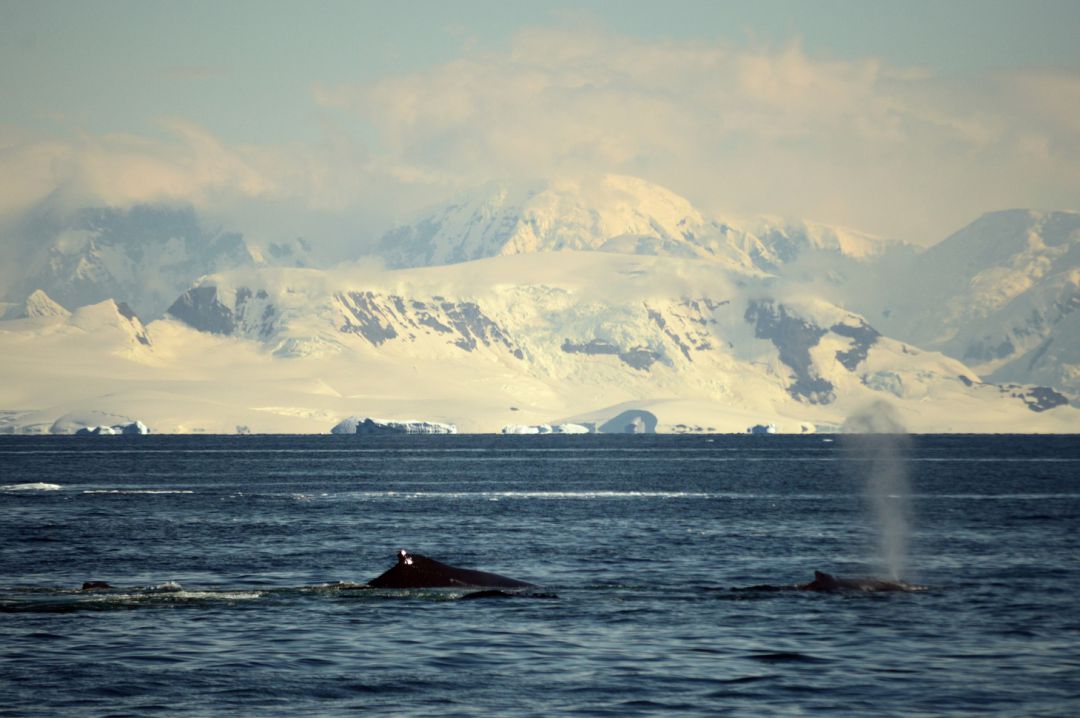 Desarrollan un método con inteligencia artificial para la conservación de ballenas Desarrollan un método con inteligencia artificial para la conservación de ballenas
