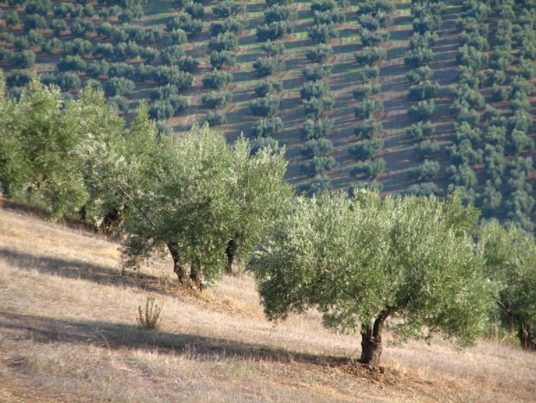 Las Cortes apoyan a Cs para crear un plan estratégico para el olivar tradicional Las Cortes apoyan a Cs para crear un plan estratégico para el olivar tradicional