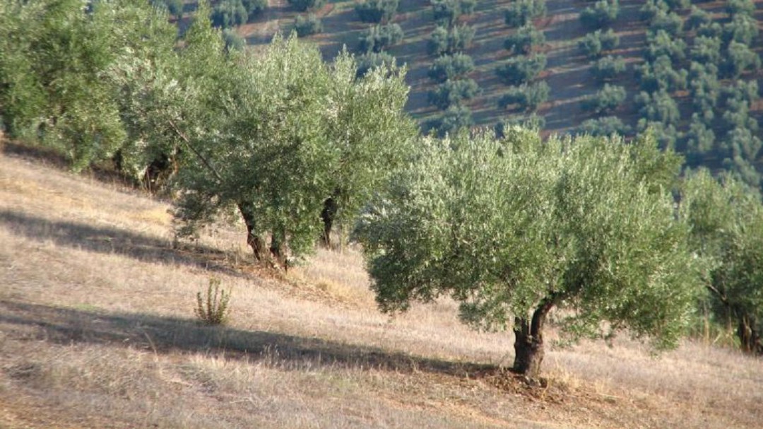 Las Cortes apoyan a Cs para crear un plan estratégico para el olivar tradicional