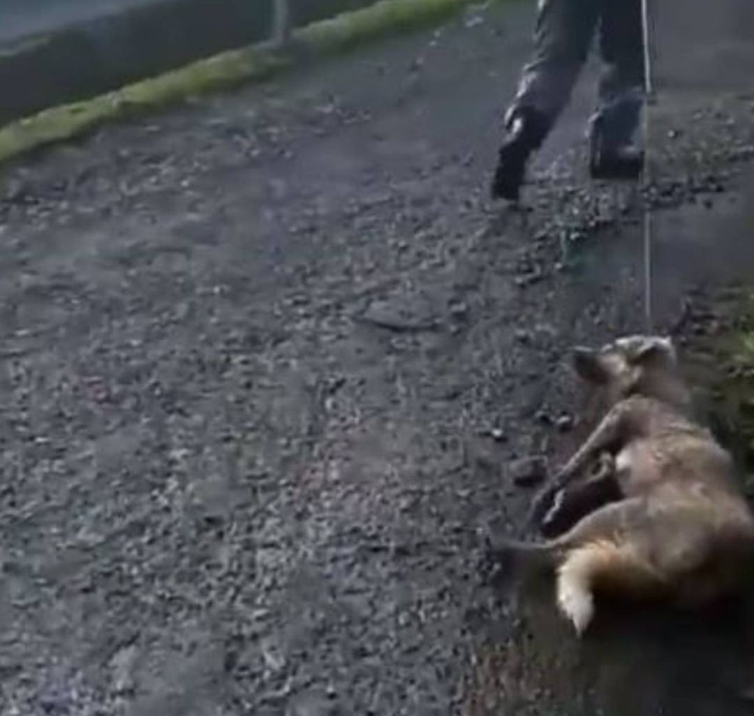 La perra durante el momento del arrastre, después de recibir una paliza y un tiro La perra durante el momento del arrastre, después de recibir una paliza y un tiro