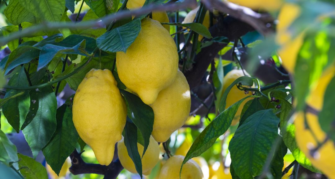COAG critica los bajos precios en del limón en origen COAG critica los bajos precios en del limón en origen