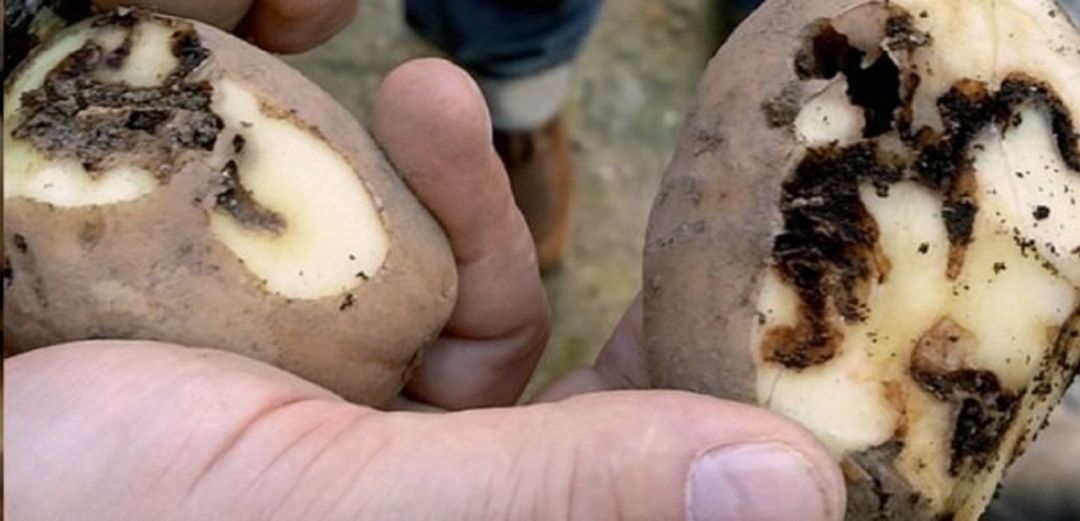 Dúas parroquias de Laracha e unha de Carballo, afectadas pola couza da pataca: Dúas parroquias de Laracha e unha de Carballo, afectadas pola couza da pataca Dúas parroquias de Laracha e unha de Carballo, afectadas pola couza da pataca: Dúas parroquias de Laracha e unha de Carballo, afectadas pola couza da pataca
