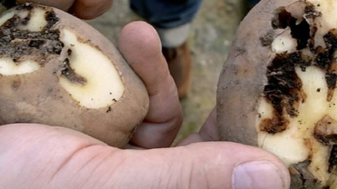 Dúas parroquias de Laracha e unha de Carballo, afectadas pola couza da pataca