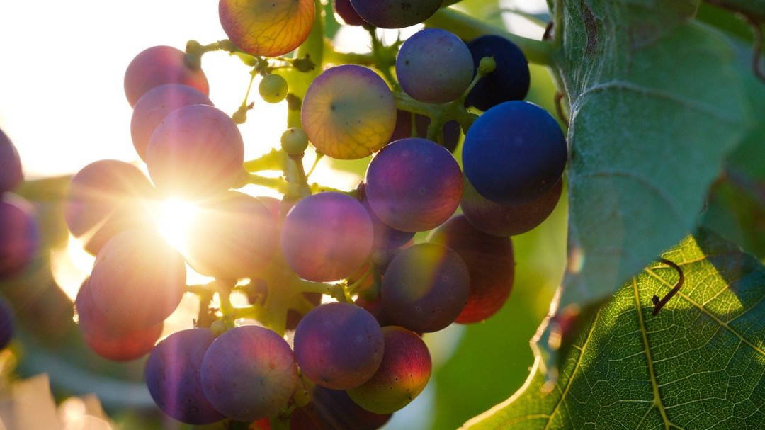 Bodegas Otazu, presente en más de 40 países