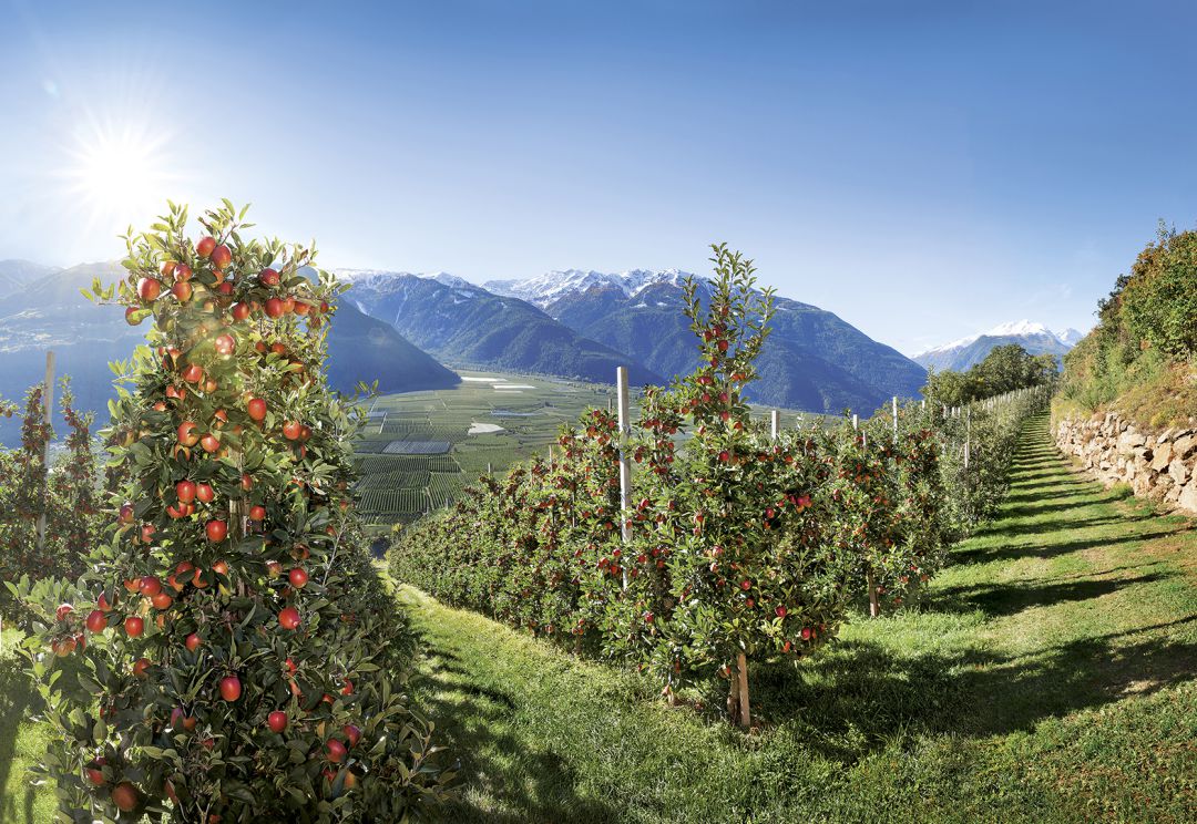 Flora y fauna ayudan a los agricultores a preservar el medio ambiente del que es conocido como ‘El Paraíso de las manzanas’ Flora y fauna ayudan a los agricultores a preservar el medio ambiente del que es conocido como ‘El Paraíso de las manzanas’