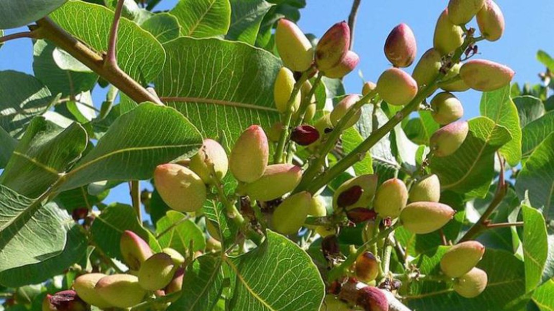 El pistacho, oportunidad para el empleo en Granada