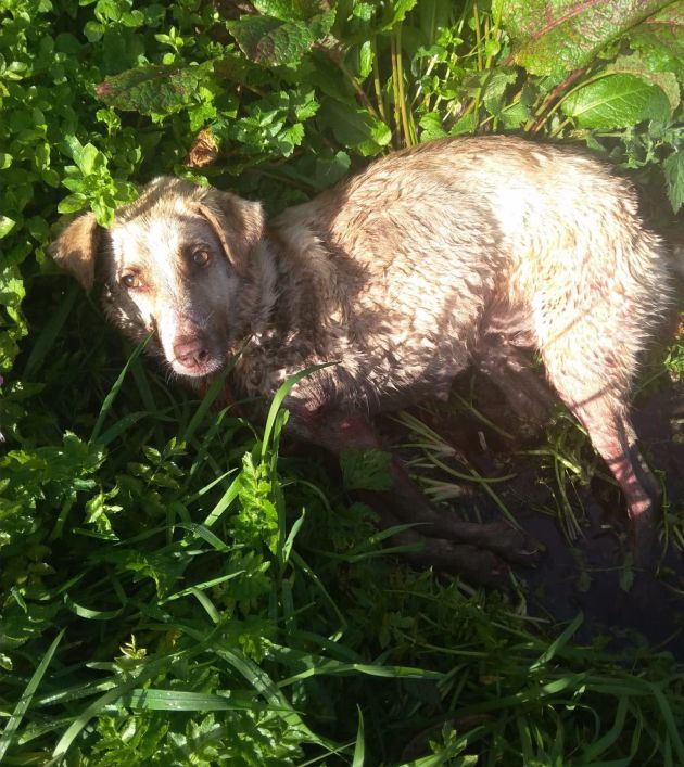 La perra que fue disparada y golpeada por un cazador este sábado en el municipio lucense de Chantada. La perra que fue disparada y golpeada por un cazador este sábado en el municipio lucense de Chantada.