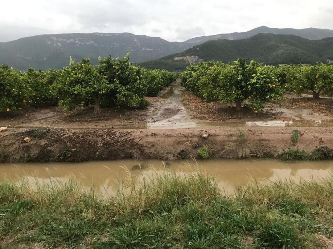 Campos de naranjas en Tavernes de la Valldigna Campos de naranjas en Tavernes de la Valldigna