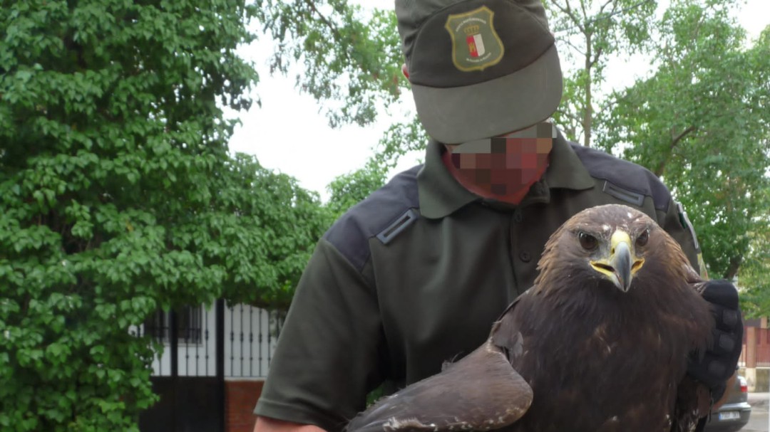 Faltan veterinarios en Albaladejito para la atención a la fauna silvestre de Cuenca