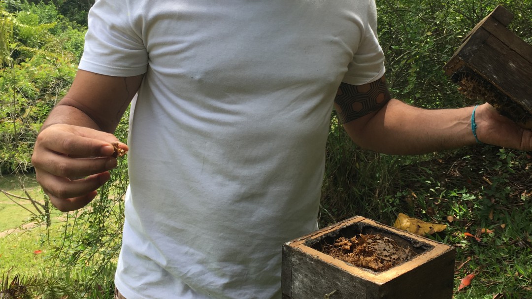 Salvar a las abejas para salvar el Amazonas