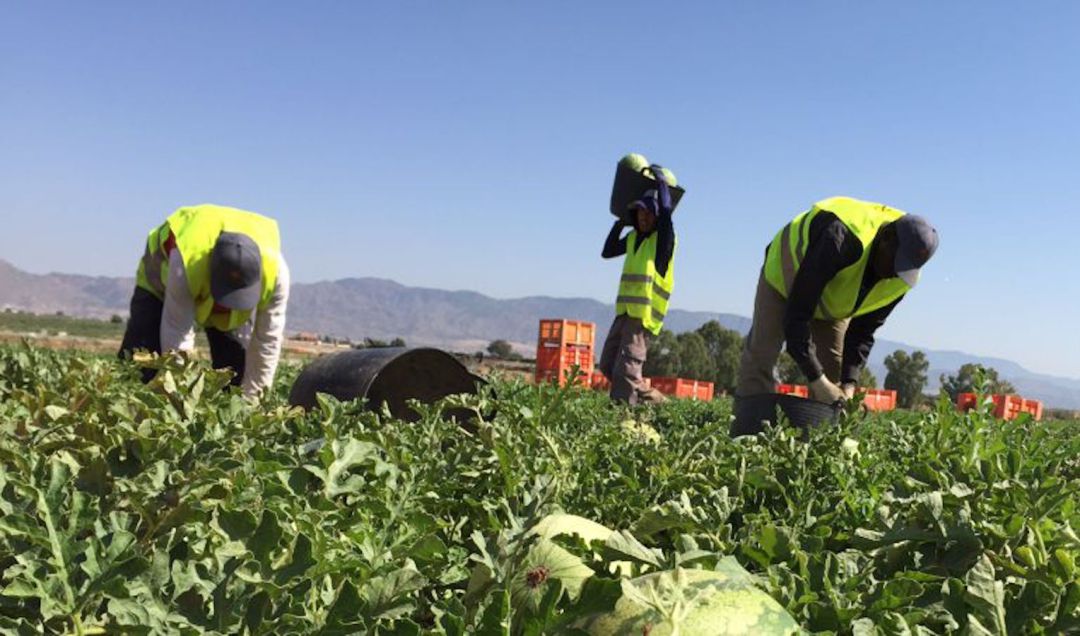 La economía agraria en Murcia se enfrenta a la baja rentabilidad y la precariedad laboral La economía agraria en Murcia se enfrenta a la baja rentabilidad y la precariedad laboral