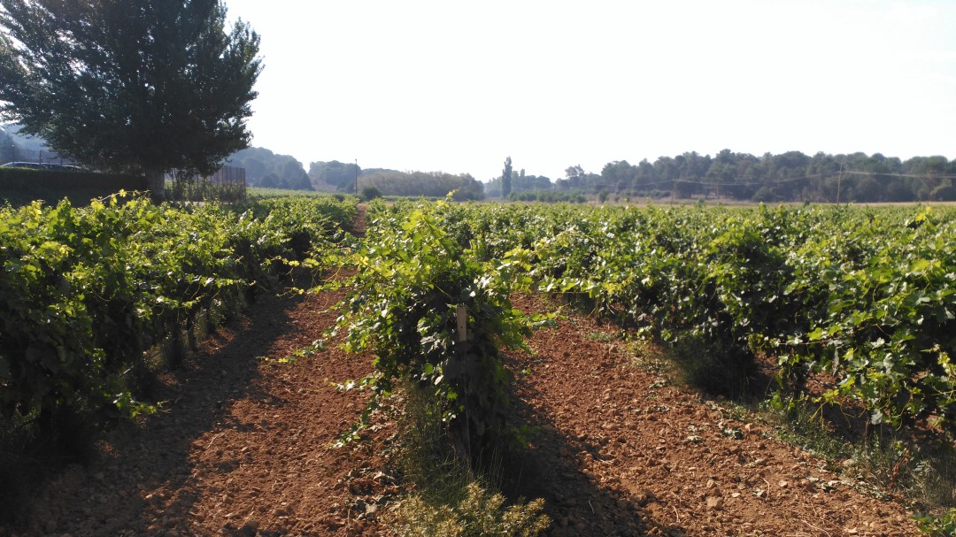 'The Washington Post' se rinde a la Ribera del Duero