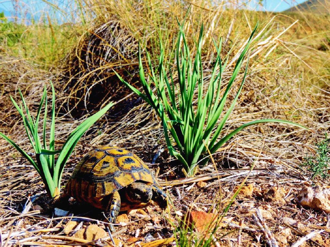 Árboles, charcas y refugios para la tortuga mora Árboles, charcas y refugios para la tortuga mora