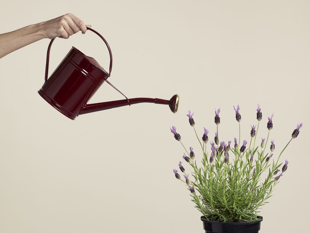 Tienes un email... de tu planta Tienes un email... de tu planta