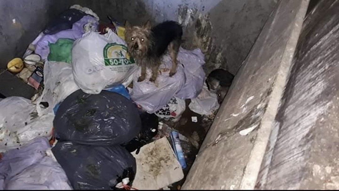 Rescatados once perros de dos contenedores