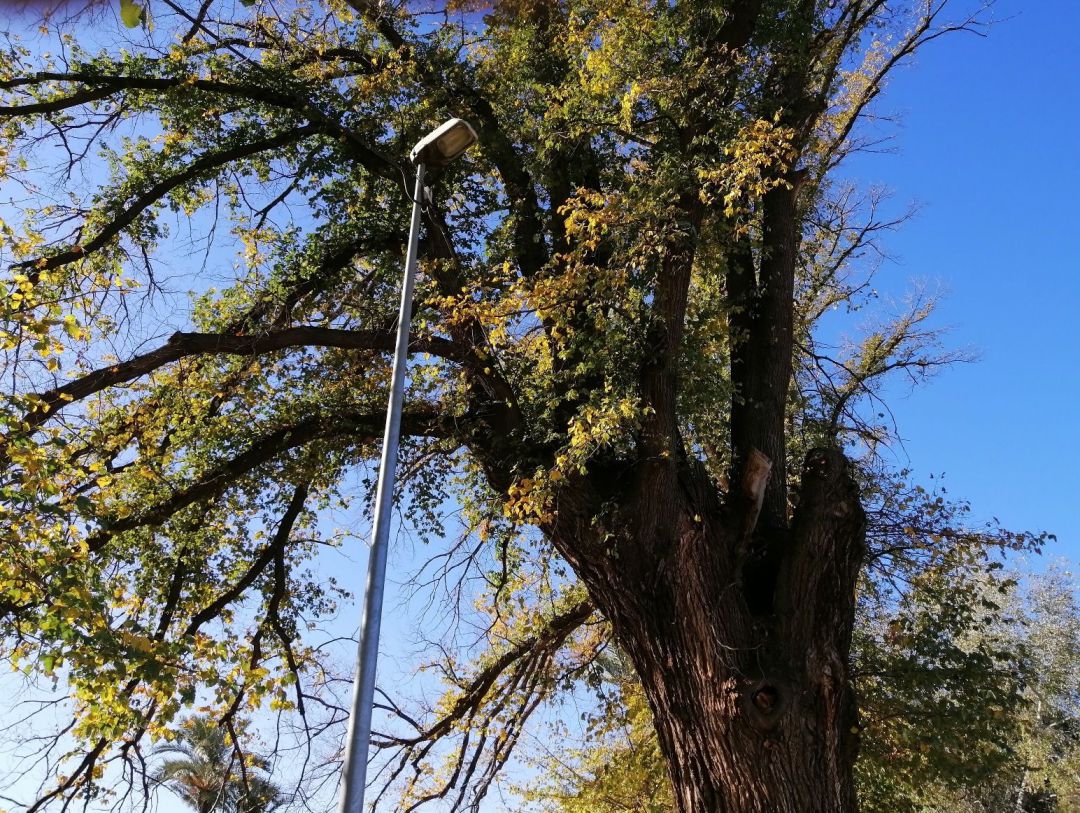 Ecologistas en Acción denuncia una poda "brutal" sobre la olmeda monumental del Maripinar, en Cieza Ecologistas en Acción denuncia una poda "brutal" sobre la olmeda monumental del Maripinar, en Cieza