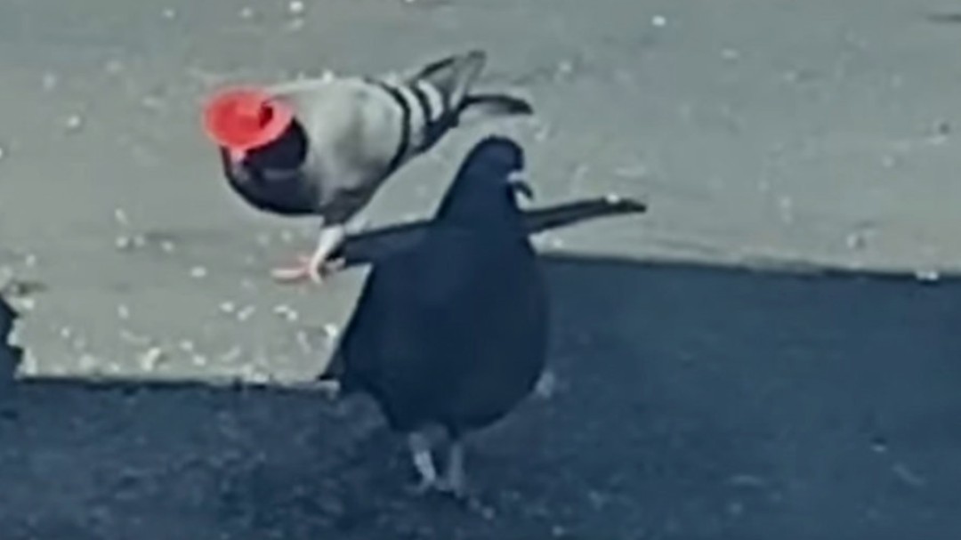 El misterioso caso de las palomas con sombrero de vaquero que han aparecido en Las Vegas