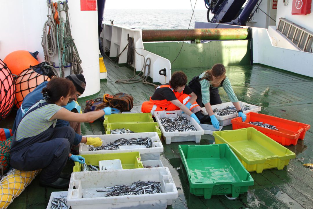 La biomasa de anchoa juvenil cae por debajo de la mitad de la media histórica La biomasa de anchoa juvenil cae por debajo de la mitad de la media histórica