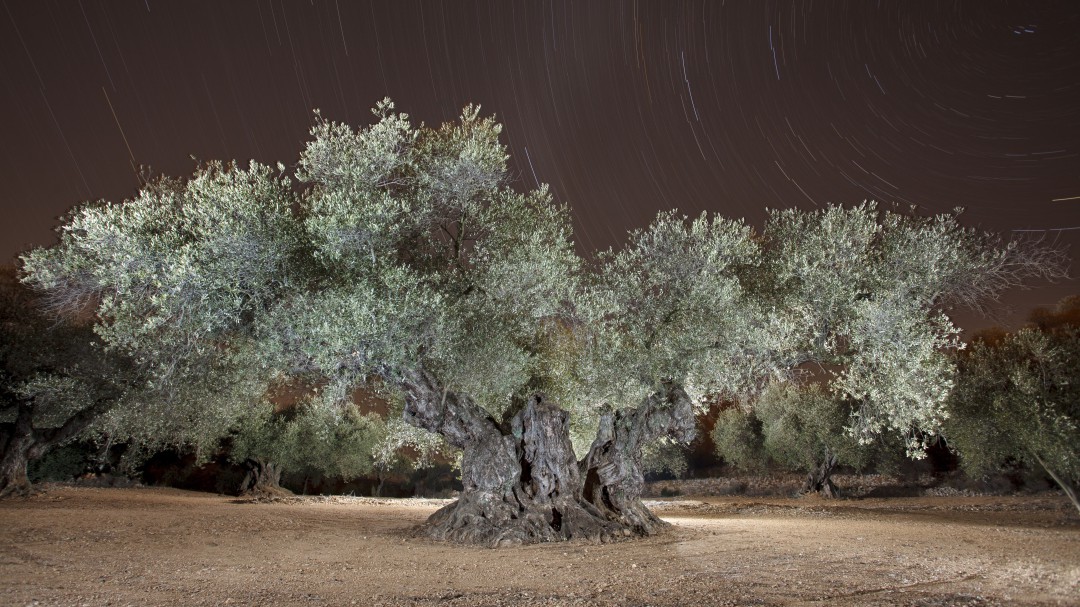 El olivo de Traiguera Mejor Olivo Monumental del Mediterráneo