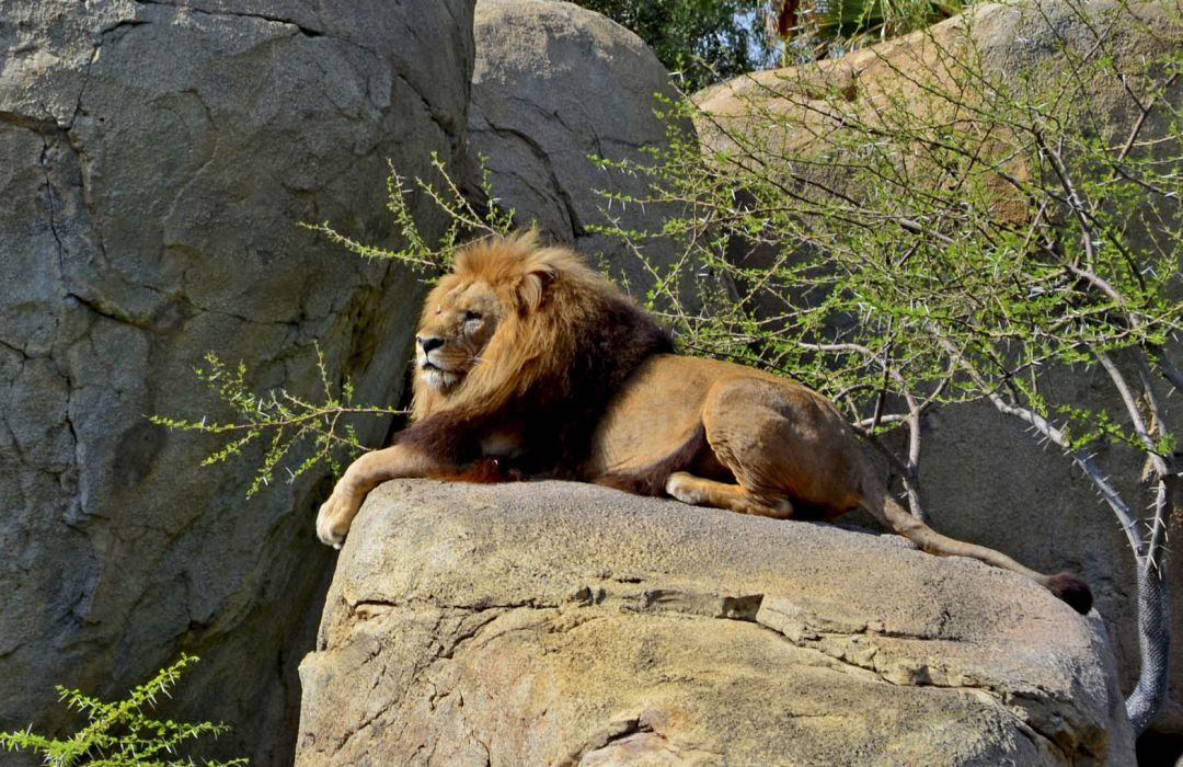 El león Teimoso en el Bioparc El león Teimoso en el Bioparc