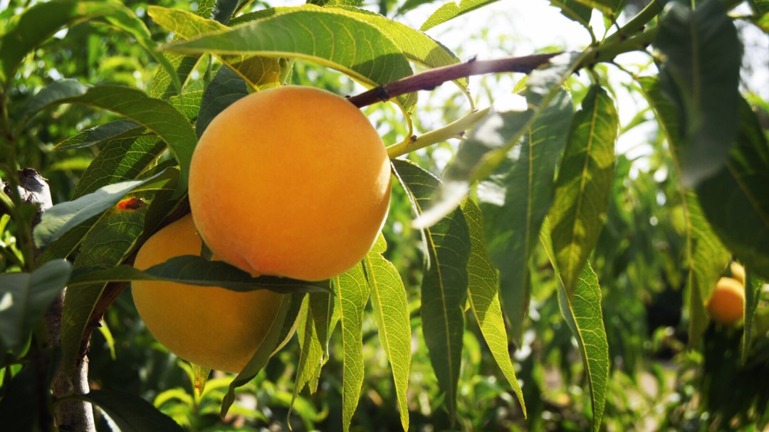 Los productores catalanes plantean arrancar 10.000 árboles frutales, también en Murcia, para salvar el sector