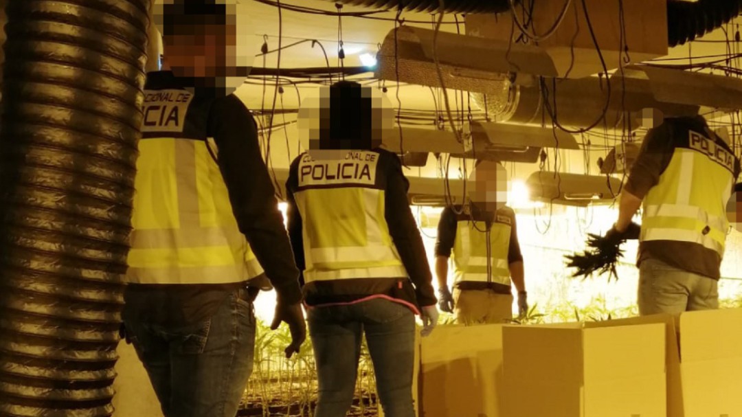 Descubierta en Cobisa una plantación de marihuana con más de 2.000 plantas