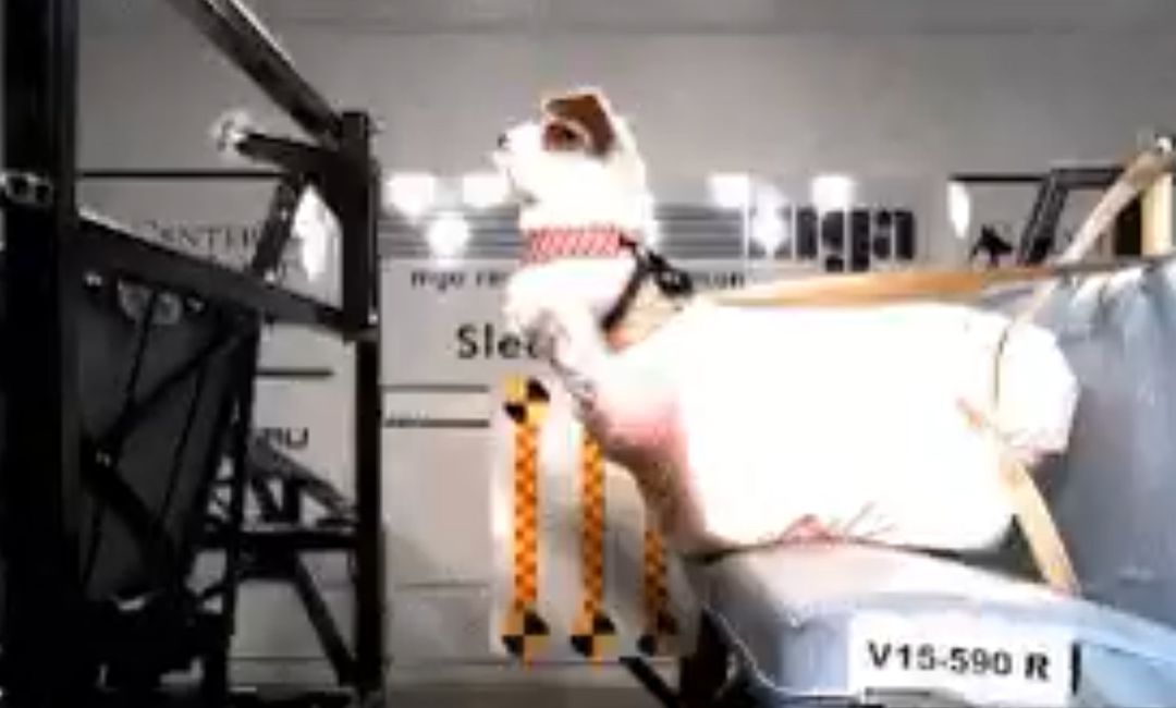 Un perro de juguete impacta a 60 kilómetros por hora. Un perro de juguete impacta a 60 kilómetros por hora.