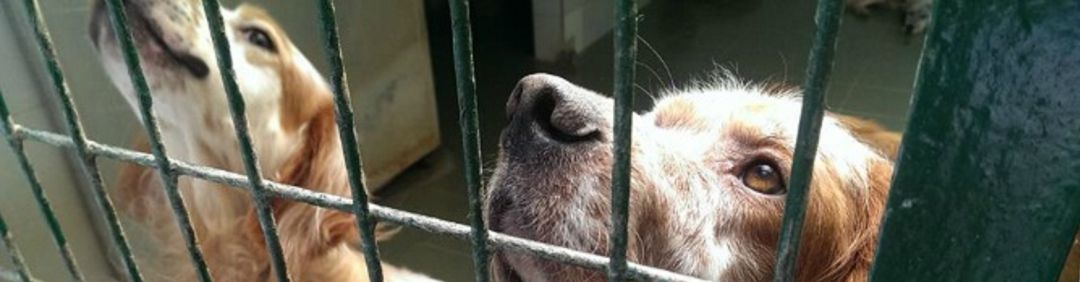 Los perros tendrán acceso a restaurantes y hoteles, salvo que estos negocios decidan lo contrario Los perros tendrán acceso a restaurantes y hoteles, salvo que estos negocios decidan lo contrario