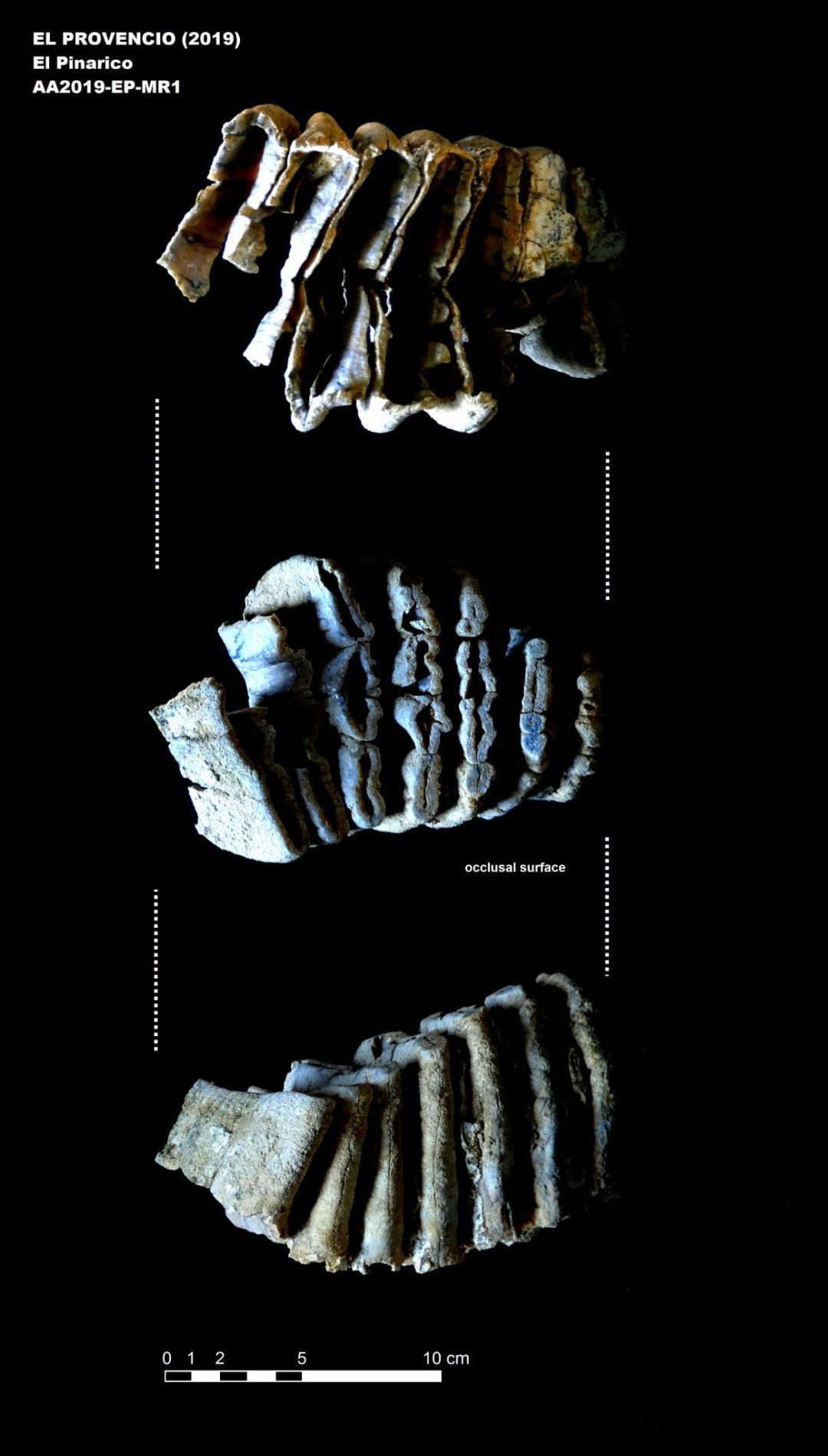Los trabajos arqueológicos en El Provencio (Cuenca) sacan a la luz restos de mamut y caballo de unos 500.000 años Los trabajos arqueológicos en El Provencio (Cuenca) sacan a la luz restos de mamut y caballo de unos 500.000 años