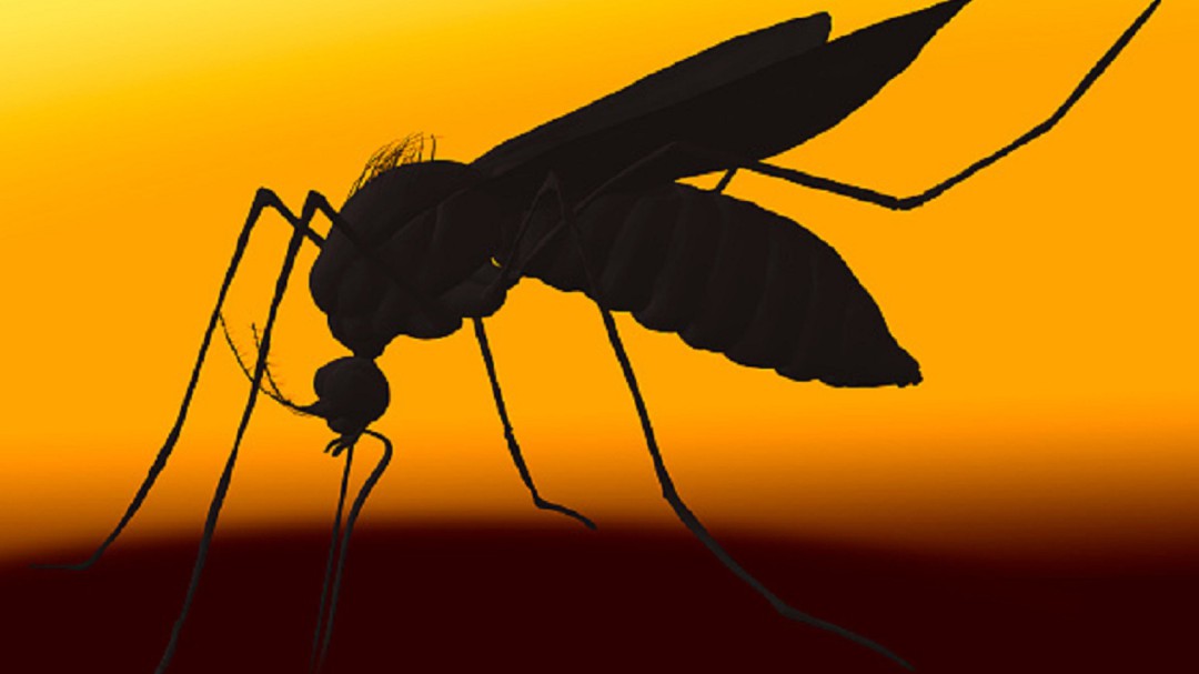 ¿Por qué sigue habiendo mosquitos en diciembre?