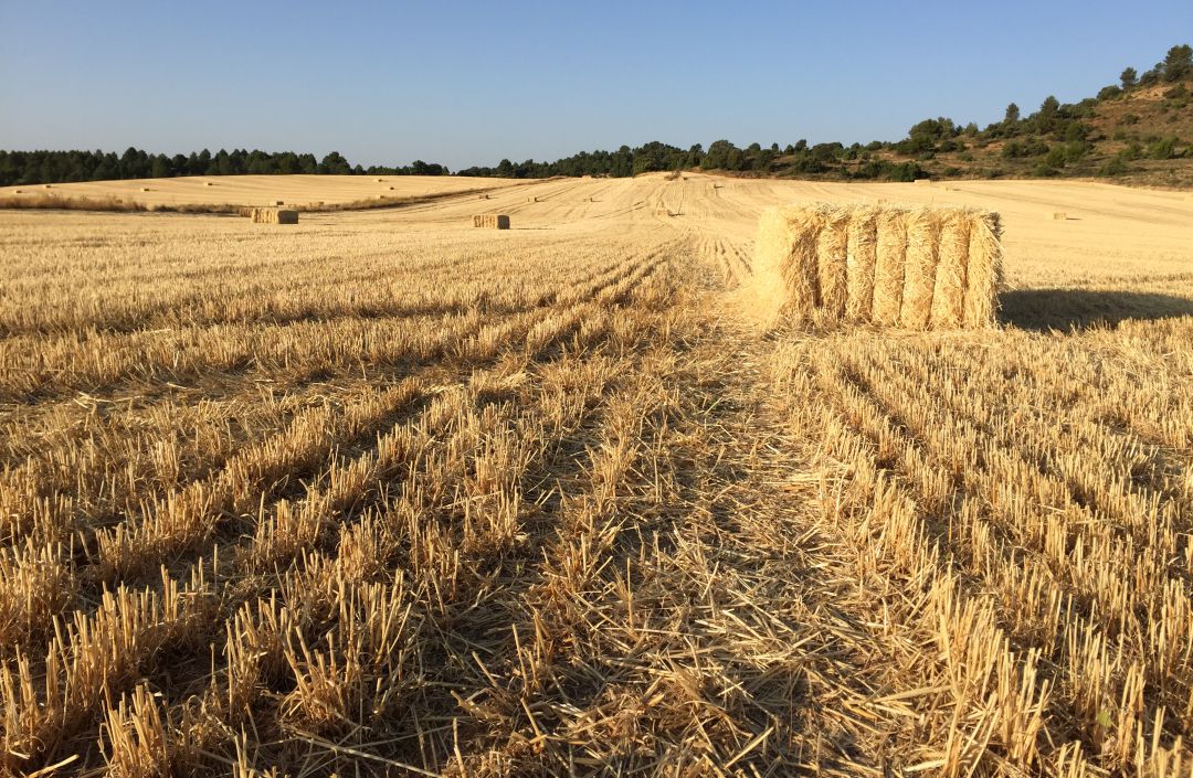 La fábrica de piensos de Montalbo permitirá luchar contra la especulación, según ASAJA La fábrica de piensos de Montalbo permitirá luchar contra la especulación, según ASAJA
