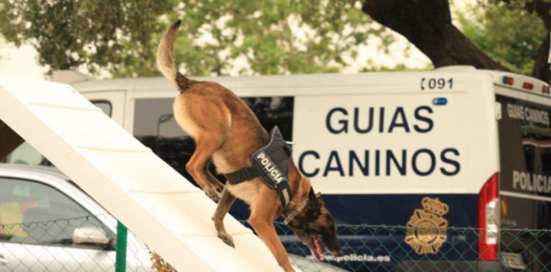 Perros que salvan vidas y a los que se busca un retiro digno Perros que salvan vidas y a los que se busca un retiro digno