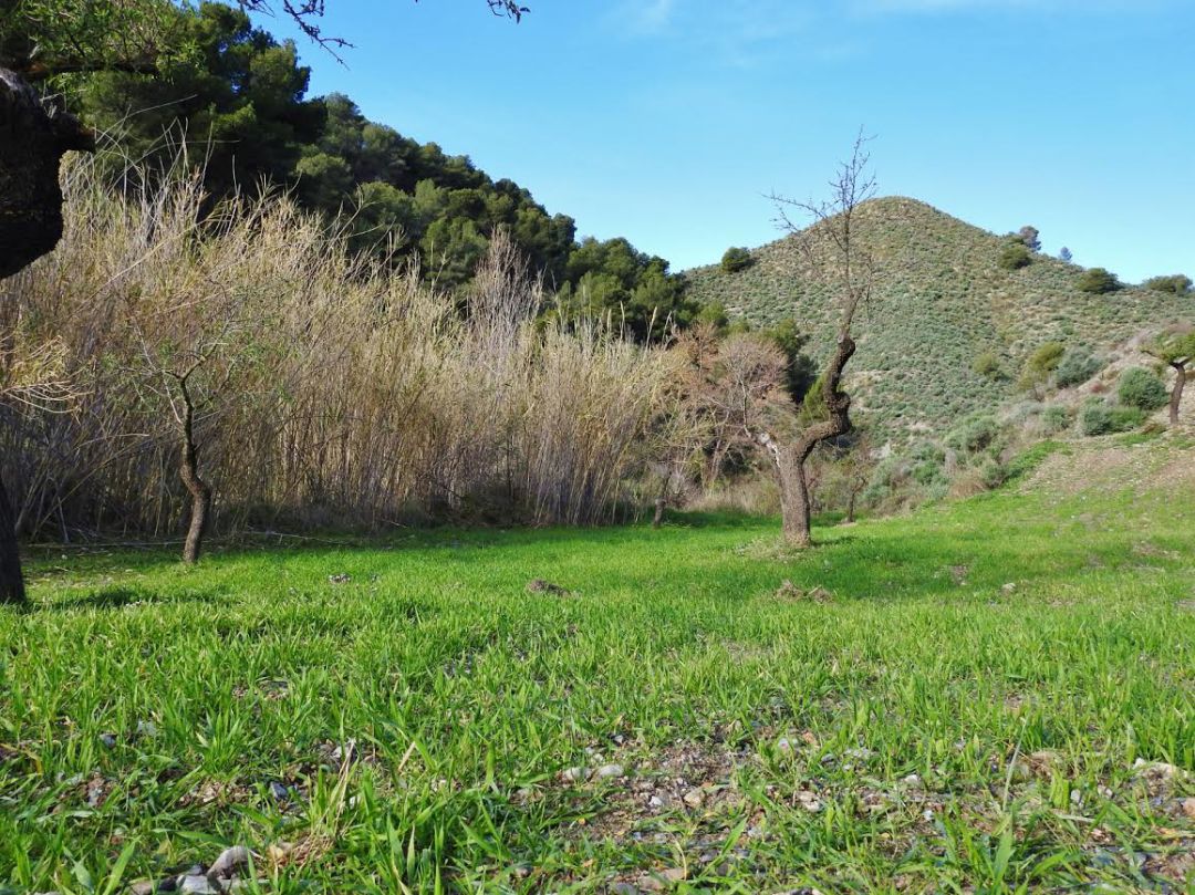 ACUDE planta mil metros de setos entre la Sierra de la Almenara y Aguaderas ACUDE planta mil metros de setos entre la Sierra de la Almenara y Aguaderas